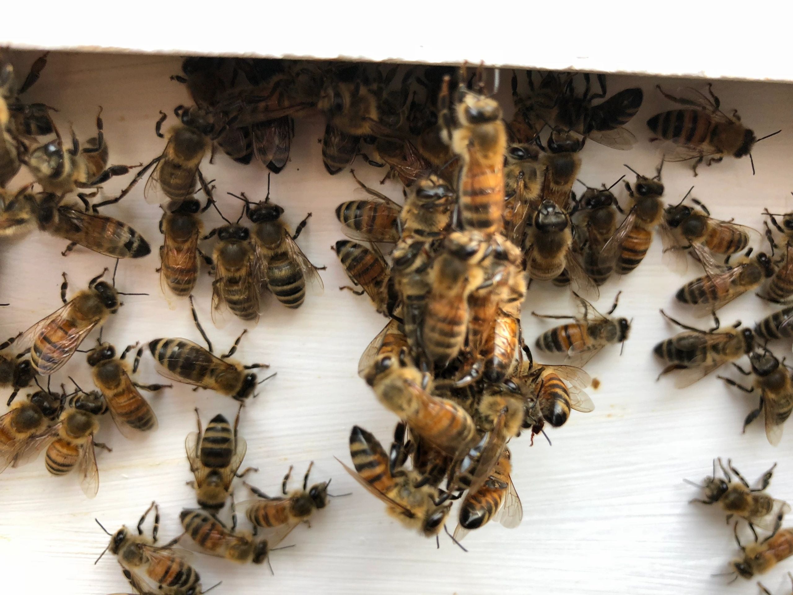Bees Socializing