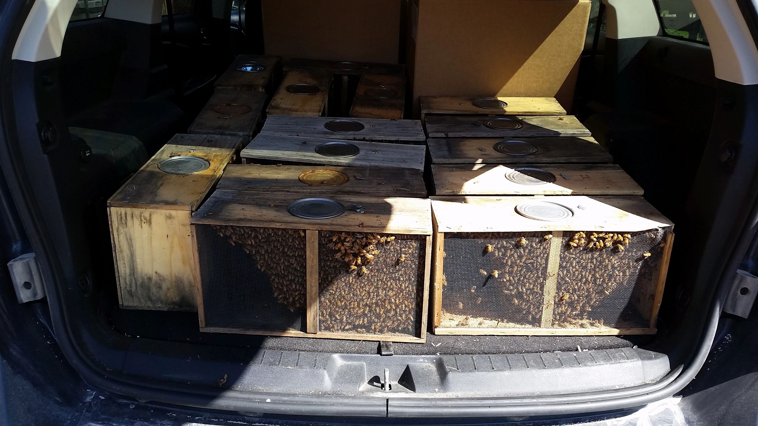 Traveling with Bees in the Car