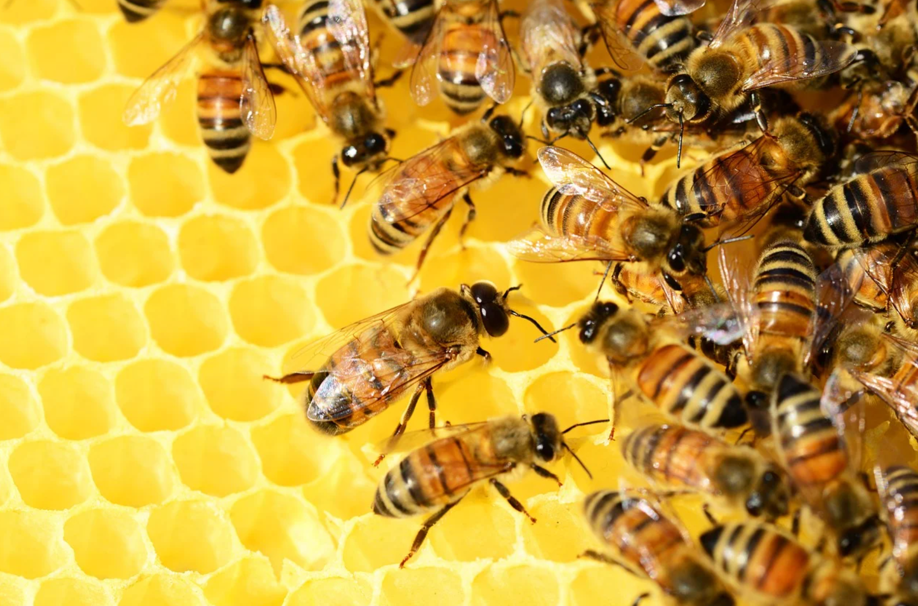 Honey Bees are an Invasive Species