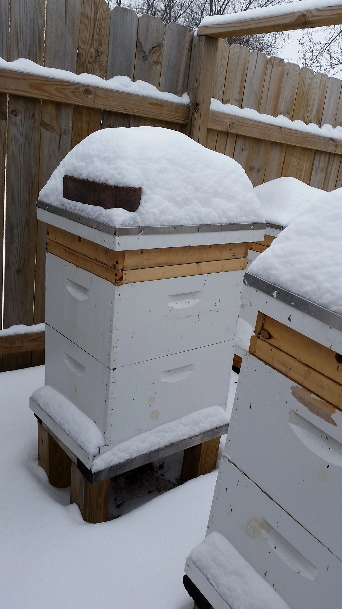 Snowy Hives